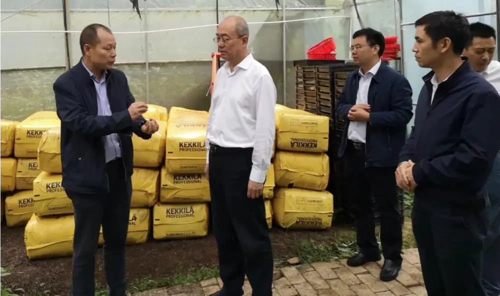Xie Guanghua, Factio Secretarius et Director of Jiangxi Provincialis Administrationis Traditionalis Sinensium Medicinae, investigabiles in Anoectochilus basi plantationis perducit.