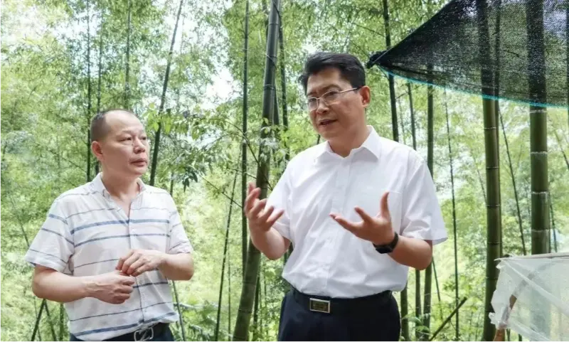 Liu Shuo, Secretarius Pingxiang Factionis Municipalis Committee, Anoectochilus basi plantationis inspicit