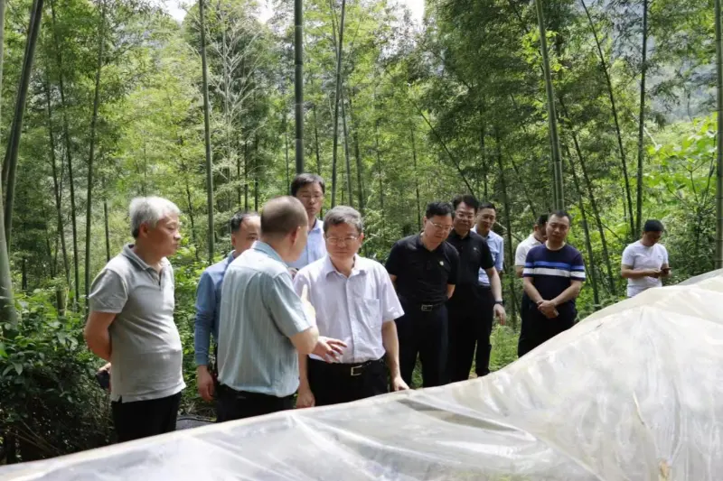 Liu Shuren, director progressionis et reformationis Department of National Forestry and Grassland Administration, investigat Anxin Shibawan Anoectochilus basi plantans